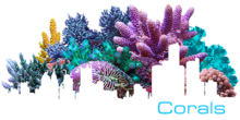 Motor City Corals